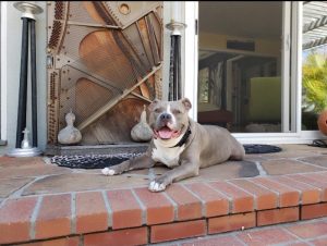 car dog memorial_before 4